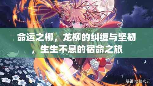 命运之柳,龙柳的纠缠与坚韧,生生不息的宿命之旅