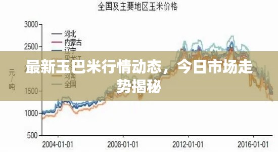 最新玉巴米行情动态,今日市场走势揭秘